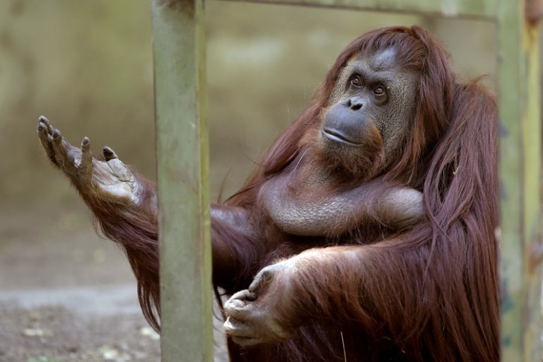 Un orang-outan se fait un hamac