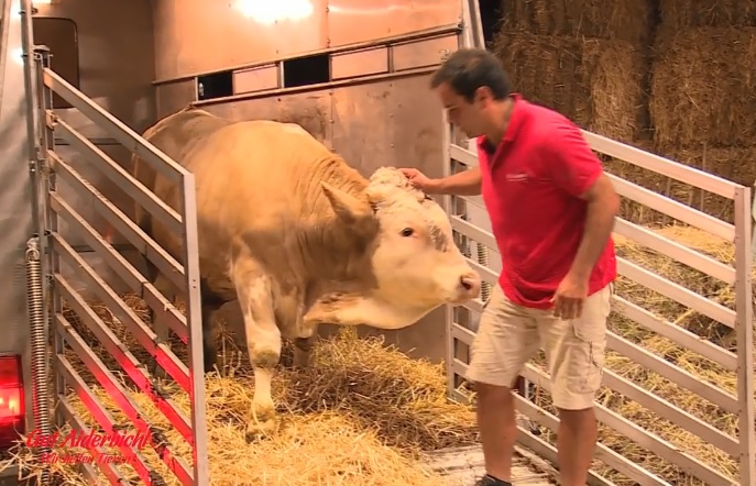 Un taureau saute de joie après avoir été libéré de son enclos