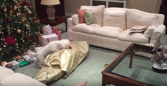 Un chien déballe son cadeau de Noël