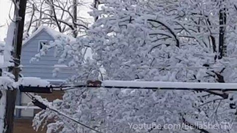 Un écureuil déneige le chemin de chez lui…