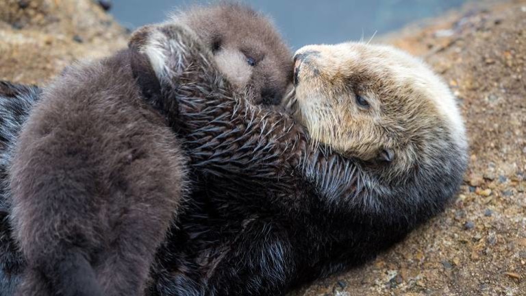 Une maman loutre câline son bébé sur son ventre