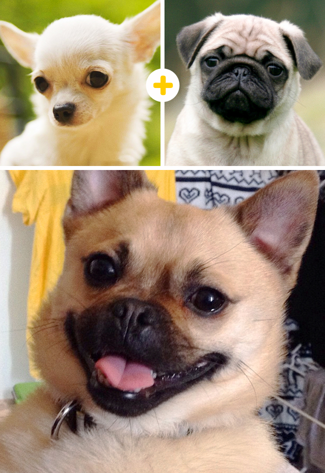 14 croisements canins absolument improbables !!