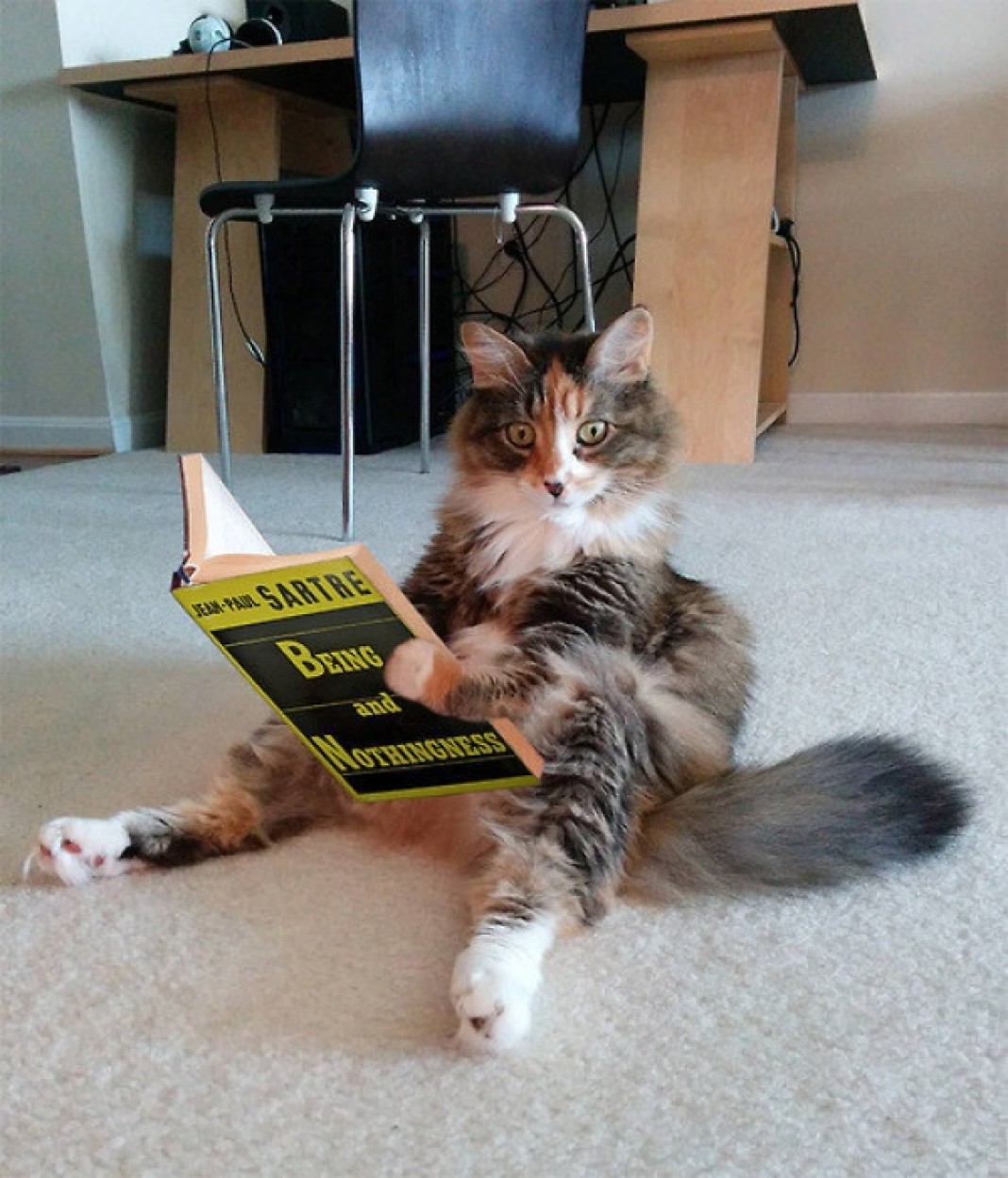 Funny reading. Книга котик. Котёнок с книжкой. Кот читает. Коты в смешных ситуациях.