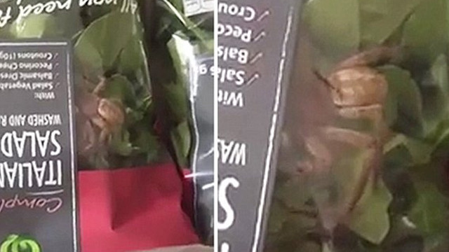 Une énorme araignée dans un sachet de salade