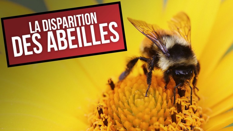 Ces chiffres vont vous montrer à quel point les abeilles sont en danger