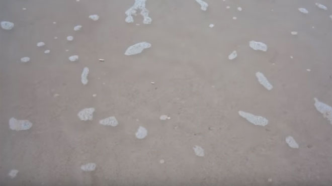 Des milliers de palourdes sortent du sable
