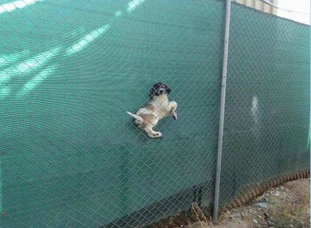 Собака под забором