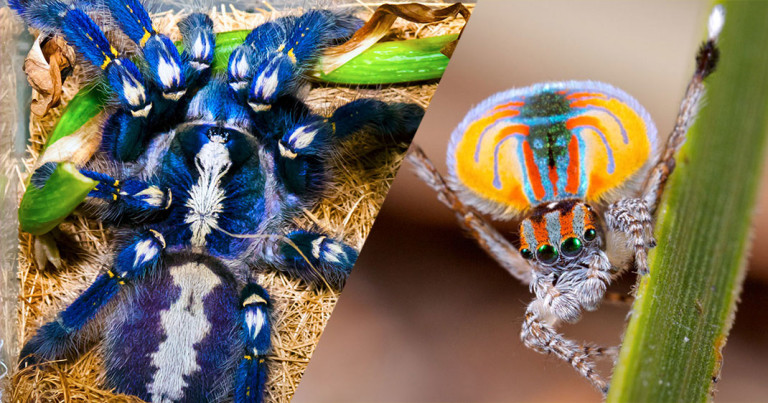 8 faits étonnants sur les araignées qui vous prouveront à quel point ces bestioles sont fascinantes