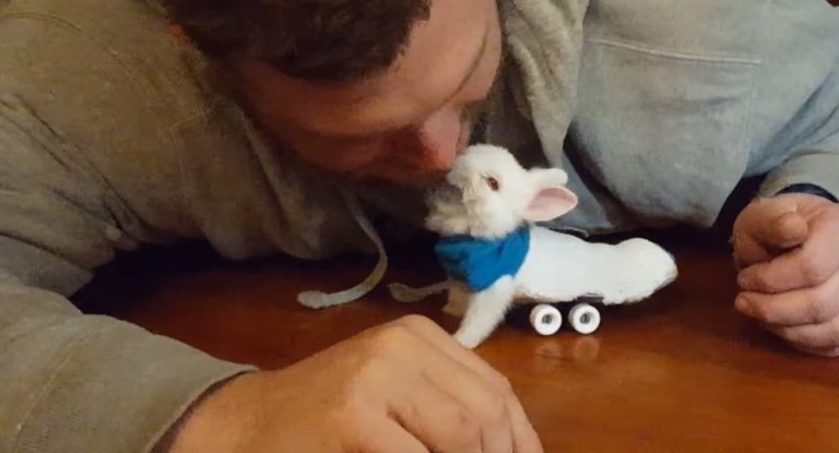 Un bébé lapin paralysé se déplace en skateboard