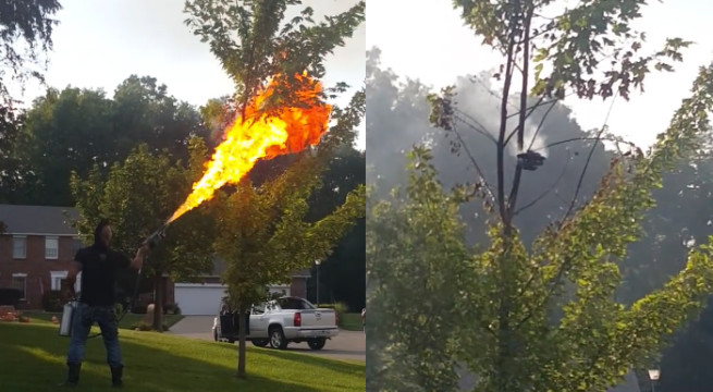 L’idée con du jour : Utiliser un lance-flamme pour éradiquer un nid de frelons
