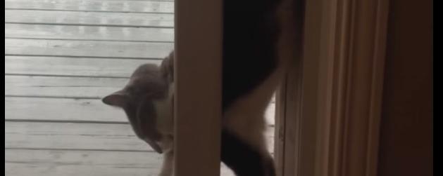 La curieuse technique d’un chat pour passer une porte