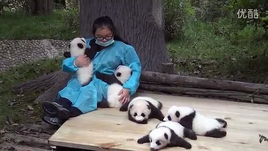 Gagner 30000 € par an pour caresser des bébés Pandas…