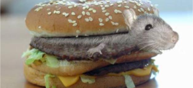 Une souris dans un restaurant McDonald’s…