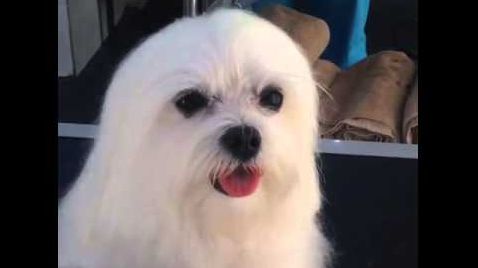 Un phoque ou chien ?