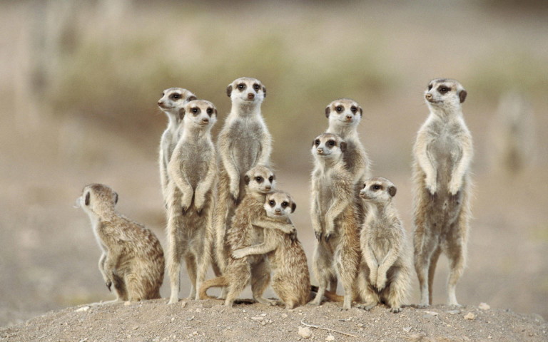 Les premiers pas de bébés suricates
