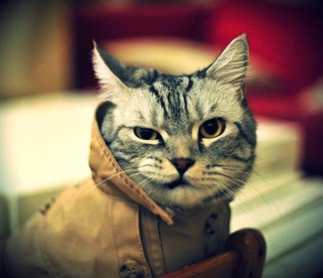 Злой кот на аву