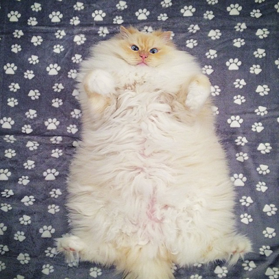 Толстого кота в мире. Пушистый кот. Самый пушистый кот в мире. Жирные коты. Толстый пушистый кот.