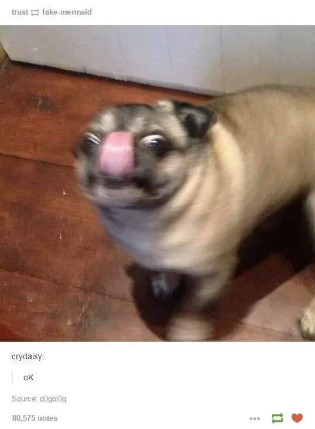 Retarded Dog Video