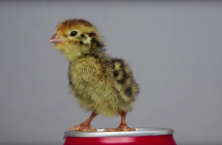 Albert, la petite caille de supermarché