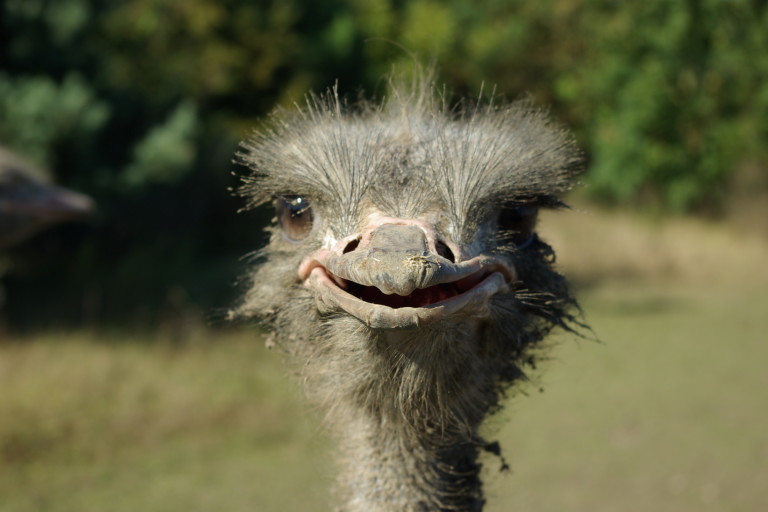 Quand des cyclistes sont poursuivis par une autruche…