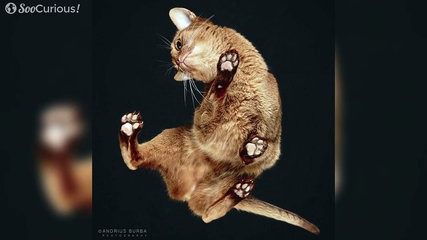 Détendez-vous en regardant cette compilation de chats hilarants