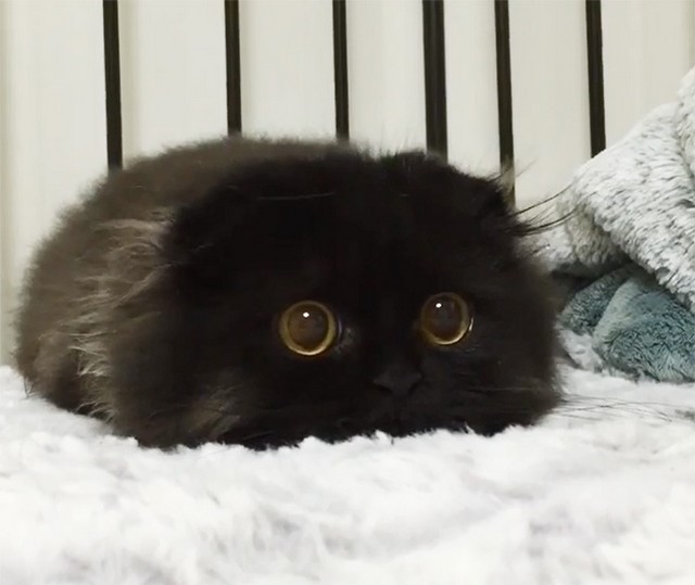 Gimo, le chat le plus mignon du monde avec des yeux comme des billes