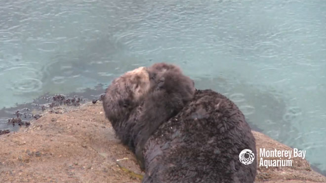 La naissance d’un bébé loutre a pu être filmée en direct