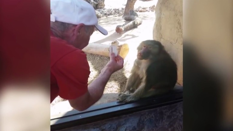 Un singe très impressionné par un tour de magie