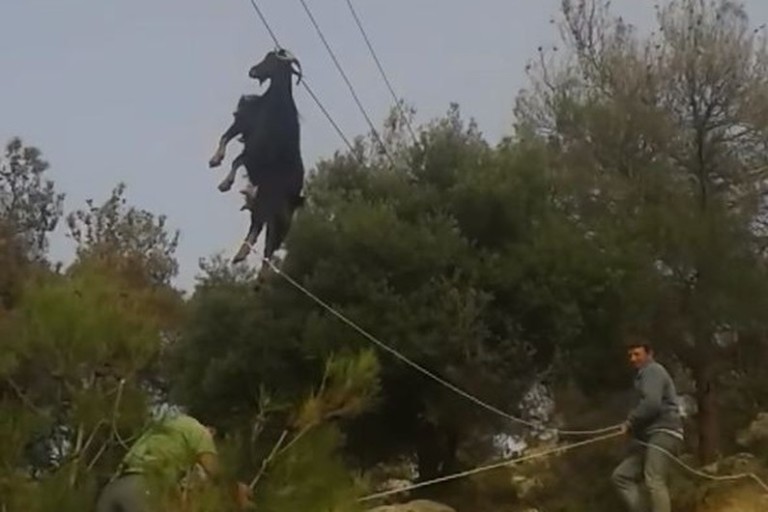 Une chèvre suspendue à un fil électrique