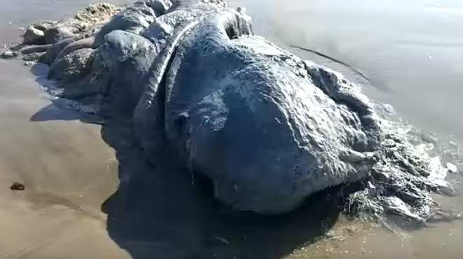 Une créature marine inconnue s’est échouée au Mexique