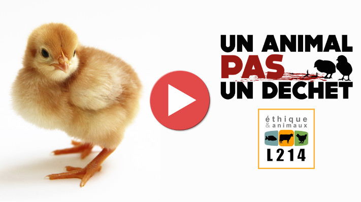 Un nouveau cas de cruauté dans un abattoir à Mauléon-Licharre