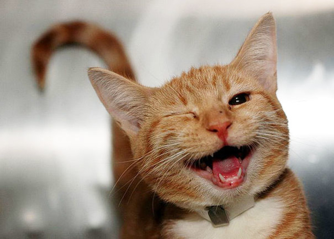 30 animaux pour vous redonner le sourire... Breakforbuzz