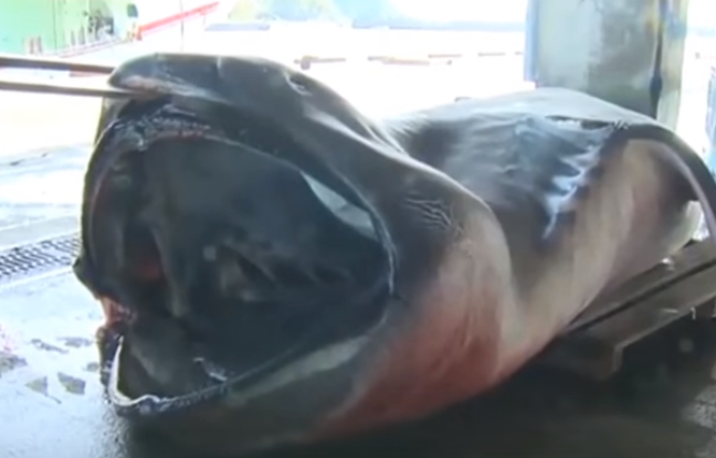 Au Japon un requin rare grande-gueule découvert dans des filets de pêche