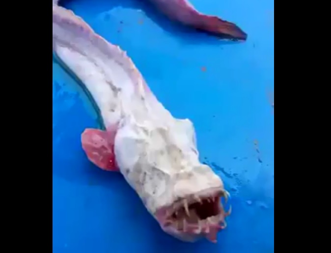 Des pêcheurs attrapent un poisson flippant et vraiment effrayant !!