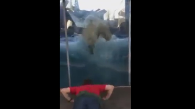 Un ours polaire s’éclate en imitant un homme