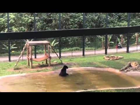 Un ours s’éclate dans un bassin après des années en cage