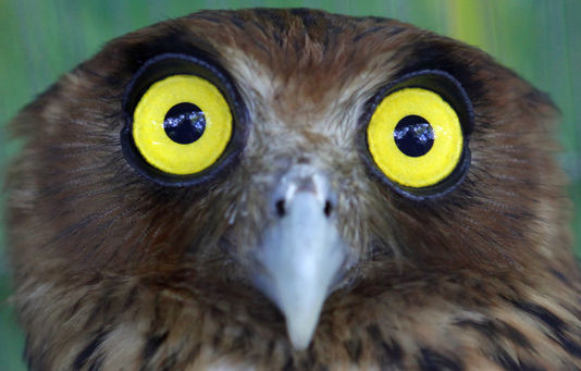 FAIL : Vol d’un hibou à un mariage !!