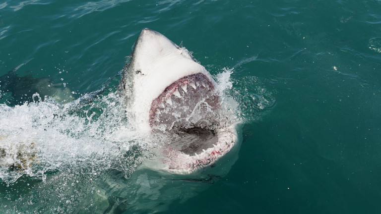 Top 5 des faits sanglants sur les attaques de requins !
