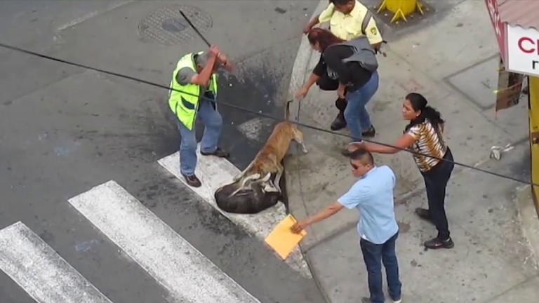 Des passants essaient d&rsquo;arrêter un combat entre deux chiens