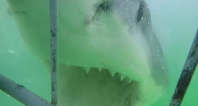 Un requin attaque des touristes sur un jetski