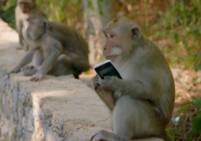 Un singe ninja fait tomber un homme
