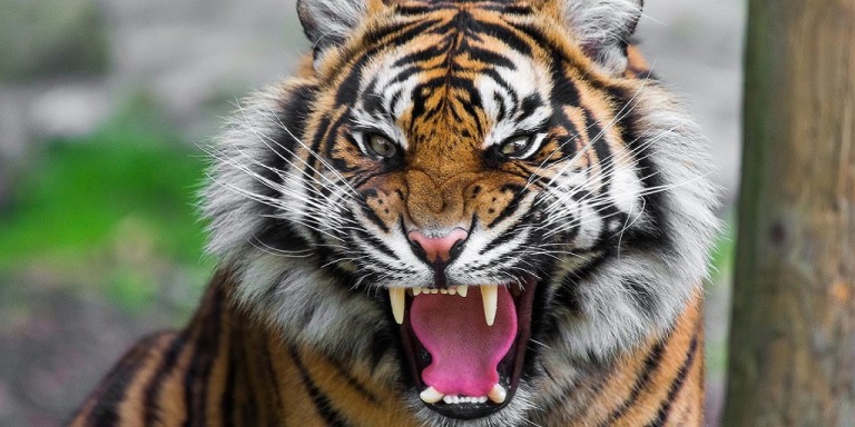 Une femme descend dans l’enclos d’un tigre au zoo