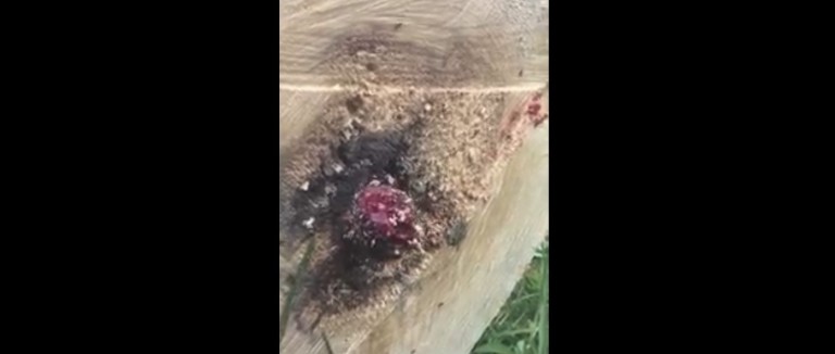 Un homme découpe un arbre et découvre une drôle de surprise…