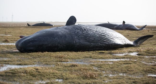 Tentative de sauvetage de 27 baleines échouées