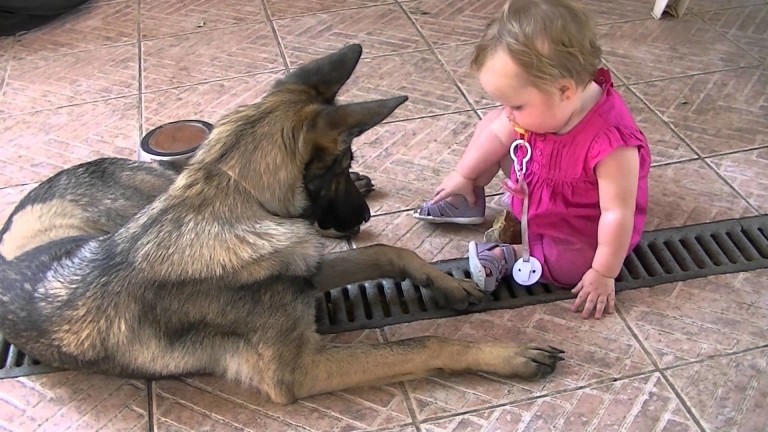Entre un bébé et un chien, qui va avoir le dernier morceau de poulet ?