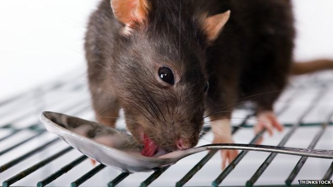 Quand des rats quittent la cuisine d’un restaurant…