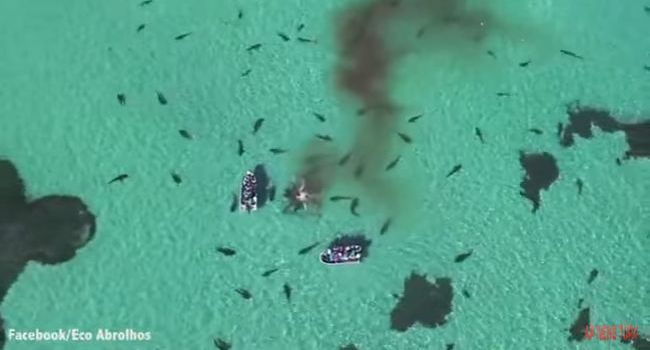 En Australie, un drone filme 70 requins qui dévorent une baleine