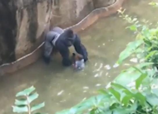 États-Unis : un enfant tombe dans l’enclos d’un gorille