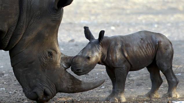 Trois bébés rhinocéros pleurent pour avoir du lait