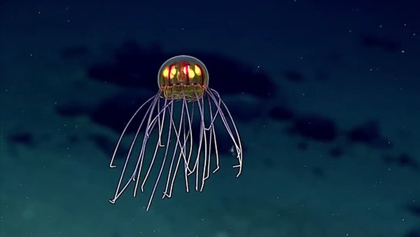 Une incroyable et étrange méduse découverte dans les tréfonds de la planète